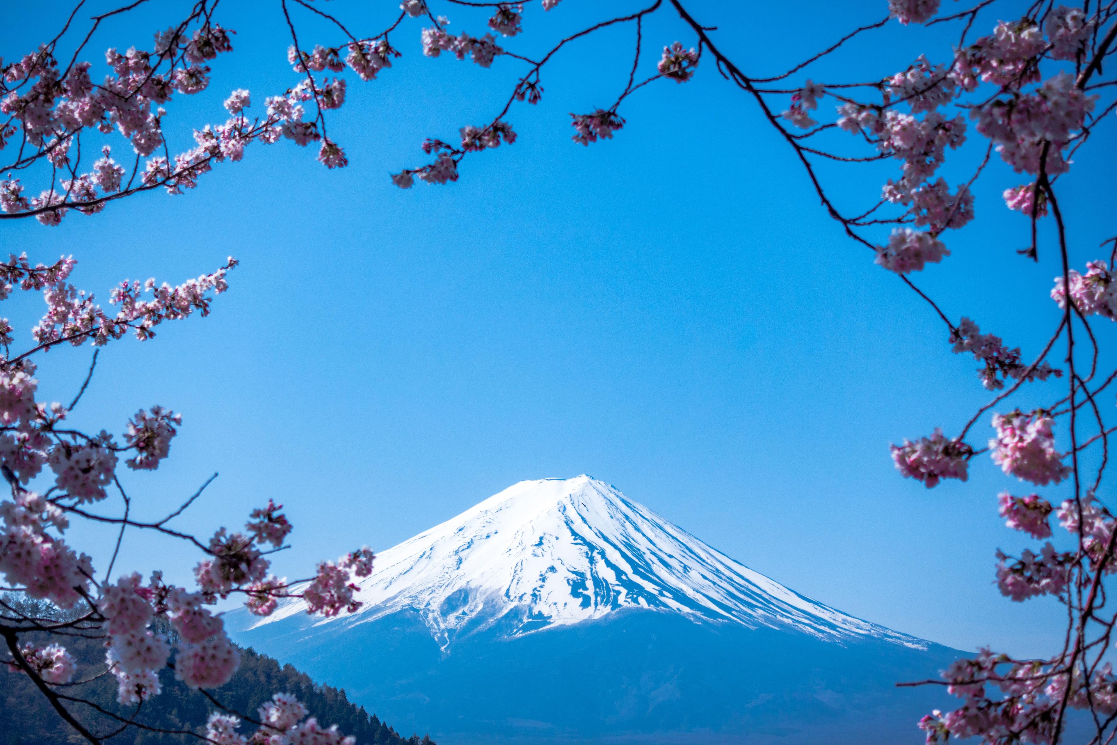 Mt fuji surrounded by cherry blossoms